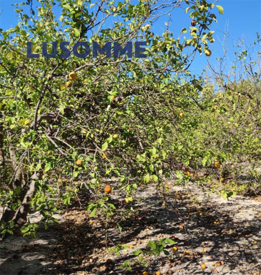 Descripción 451 - Sin comisión inmobiliaria.

Singular Palacete del Siglo XIX en La Villajoiosa, con 87.000 m² de parcela con plantación de cítricos y 
