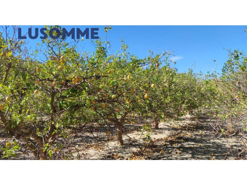 Descripción 451 - Sin comisión inmobiliaria.

Singular Palacete del Siglo XIX en La Villajoiosa, con 87.000 m² de parcela con plantación de cítricos y 