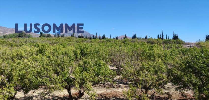 Descripción 451 - Sin comisión inmobiliaria.

Singular Palacete del Siglo XIX en La Villajoiosa, con 87.000 m² de parcela con plantación de cítricos y 